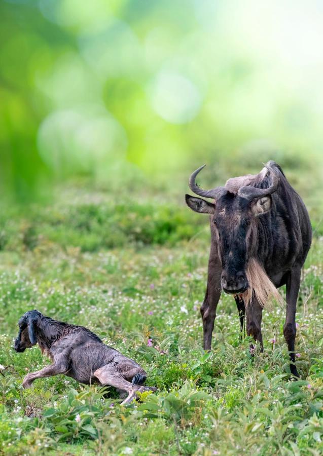 Africa Safari South Serengeti Ndutu Ngorongoro Sinoni Экстерьер фото