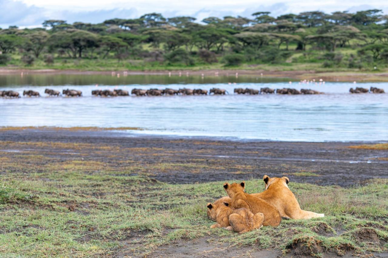 Africa Safari South Serengeti Ndutu Ngorongoro Sinoni Экстерьер фото